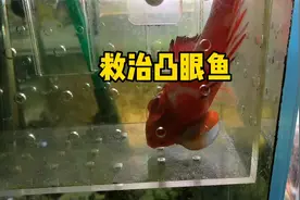 救治凸眼鱼，破釜沉舟了