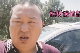 喜子哥几十亩松树林，被人先斩后奏偷割松树油，45元一棵割六年！