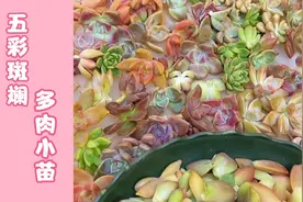 忍不住手痒，买了100棵多肉砍头苗，还掰了一大盘叶片……视频封面