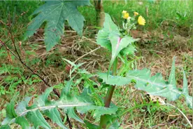 外形酷似蒲公英，价值极高，人称“续断菊”，值得了解视频封面