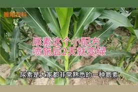 尿素这个小配方，喷施后叶片2天就变绿，每亩可增产50%视频封面