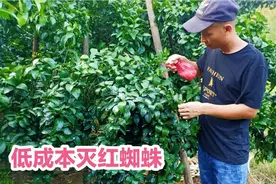 低成本杀灭红蜘蛛土办法，喷洒石灰水，结果光头仔忍不住笑了视频封面