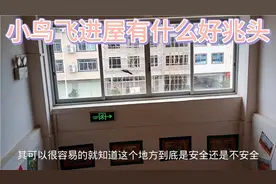 有一只小鸟飞进屋有什么好兆头呢，大家知道吗视频封面