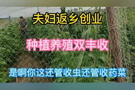 河南农村夫妇返乡创业10亩地年入几十万，看啥新模式种植养殖双收视频封面