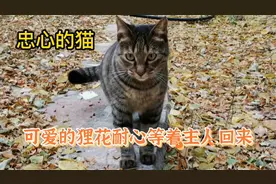 比狗狗都忠诚的狸花猫，每天跟主人进出，原地等着主人呢