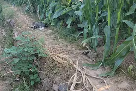 狸花猫有多么贴心，陪你一起在地里干活！视频封面