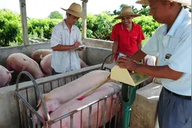 生猪收购价8.6元一斤，卖了60头，看一下一共亏了多少钱