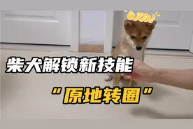 柴犬又学会一招“原地转圈”。为了吃的，一直在转圈圈#柴犬#视频封面