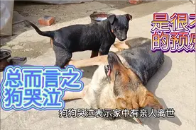 为什么狗狗晚上会发出哭泣一样的叫声，其实它是想告诉你这些事情视频封面