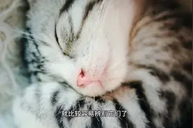 小猫怎么识别公母猫