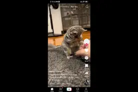 论如何登录Tiktok视频封面