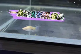 孔雀鱼驼背了是为什么？状态相当不好，这是离别的前奏