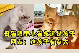 母猫眼里小猫永远都是孩子，就算长得和自己一样大了还要叼来叼去视频封面
