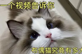 一个视频告诉你，布偶猫究竟有多大！