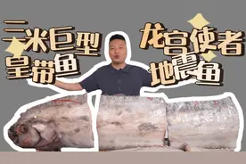 三米巨型皇带鱼 龙宫使者地震鱼视频封面
