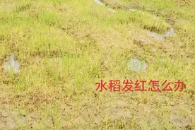 水稻发红，釆取这些措施，会迅速转青的