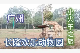 长隆欢乐野生动物园，哦？森林之王的狮子原来是一夫多妻制的！！