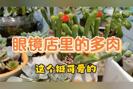 中老年女性戴眼镜比戴耳环好看，多肉是艺术视频封面