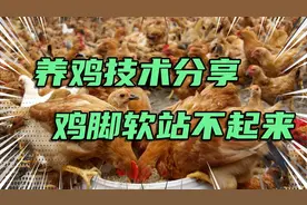 不管养什么鸡，脚软瘫痪无法站立，教你一招轻松解决！视频封面