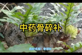 中药骨碎补的作用与功效。中草药中药。@西瓜知识 @寻壹