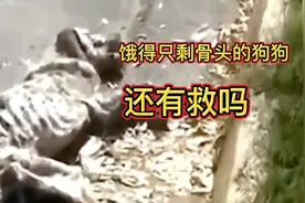 听到狗狗哀嚎的呻吟，希望它能平安活下去视频封面