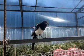 八哥全部转喉了，这下有的忙了，全部开始教语