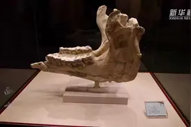 远古发现丨西北一直干旱少雨？听听史前动物怎么“说”图片