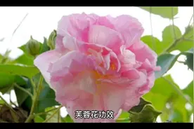芙蓉花功效