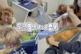呆呆兽和小腰果的Vlog之呆呆兽看病日记