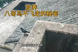 想要八哥鸟散养不飞走，从小就得开始训练