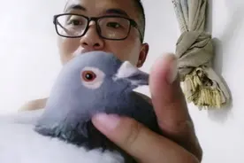 这只信鸽不一般，飞了两次1000公里，不仅速度快，而且耐力好！