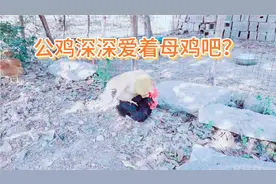 记录土鸡:公鸡深爱着黑母鸡。为何踩母鸡的背时，要啄母鸡的头呢