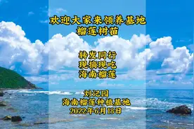 同行现摘现吃海南榴莲。欢迎大家来领养基地榴莲树苗。视频封面