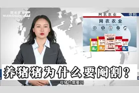 养猪为什么要阉割呢？有什么好处？怎么正确阉割？