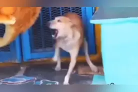 人类的新玩法，狗子被假老虎吓得瞬间魂飞魄散，狗子你是真狗啊，视频封面