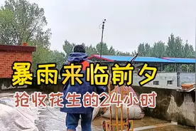 河南南阳暴雨前夕，祖孙三代齐心抢收花生，24小时后，怎么样了？视频封面