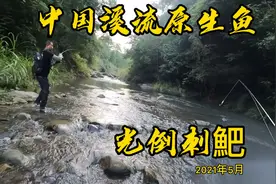 中国南方溪流原生鱼探索，被大鱼拉下水，记录溪流巨物—光倒刺鲃视频封面