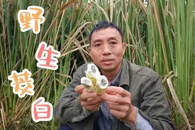 这种带斑点的茭白你吃过吗？它的营养价值很高，下次见到不要扔了视频封面