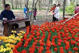 山东胶州植物园游客听着美妙的音乐，欣赏着美丽的郁金香，视频封面