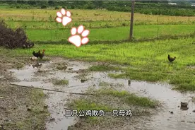 三只公鸡欺负一只母鸡，到底是为了什么？