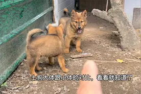 很多人问起土狗的大小体怎么看，就拿从朋友家带回这一条来作对比视频封面