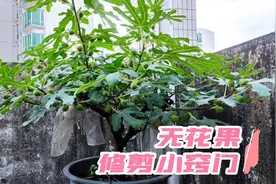 无花果要想高产，剪枝是关键，这样一修一剪，不花钱结果多视频封面