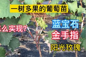 学会这一点，一颗葡萄苗可以结3个品种葡萄，实现一树多果很简单视频封面