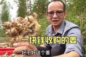 市场一直都是6块钱一斤的姜，为什么收购才给1块钱？都谁赚了？视频封面