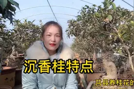 沉香桂花色及叶片特点，同样的品种为什么叶片不一样？