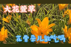 大花萱草是以观花为主的园林景观花卉，它的花蕾可以食用吗？视频封面