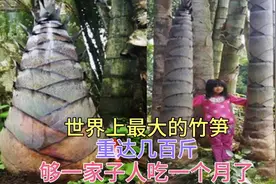 世界上最大的竹笋 重达几百斤 产自云南的巨龙竹 这够吃一个月了视频封面
