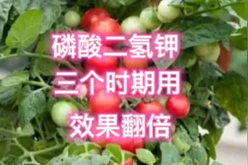 磷酸二氢钾别乱用，三个时期使用效果翻倍，产量、质量双丰收视频封面