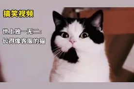 世上独一无二长得像个客服的猫#搞笑视频＃搞笑动物配音#可爱动物视频封面