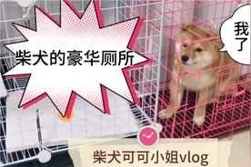 柴犬的豪华厕所。教狗狗定点大小便，真是太难了#柴犬#视频封面
